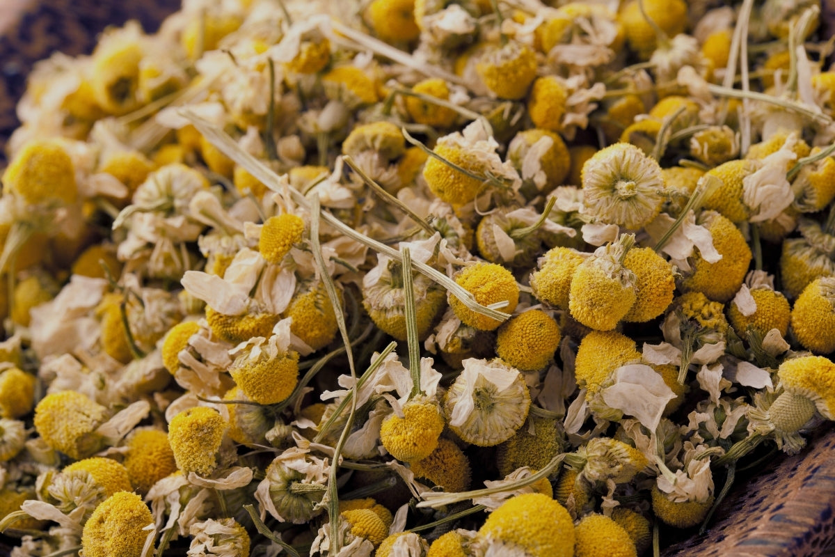 A close up of a pile of dried Chamomile flowers