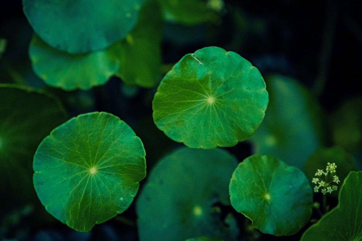 A close up of a green Gotu Kola leaves