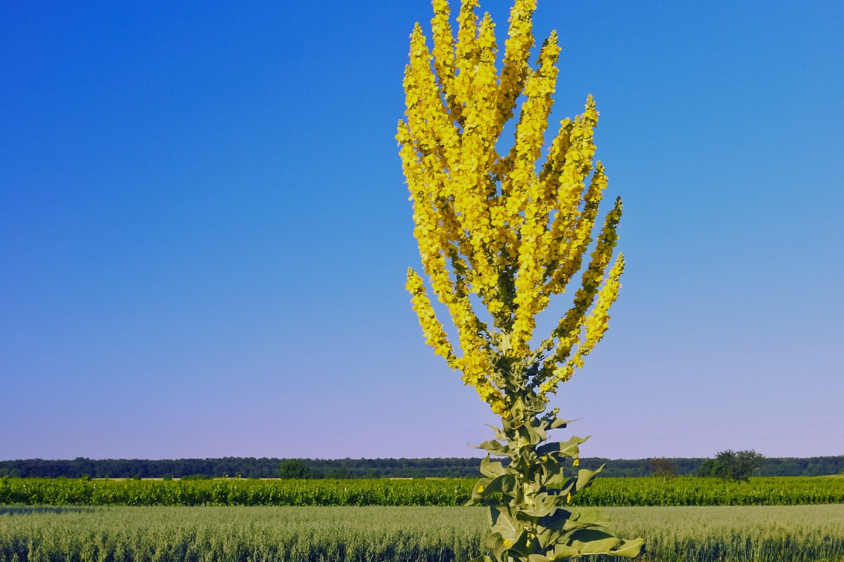 A close up image to the upper portion of a blooming Mullein plant's flowering stalks. The background is a wide open farm landscape with blue skies.